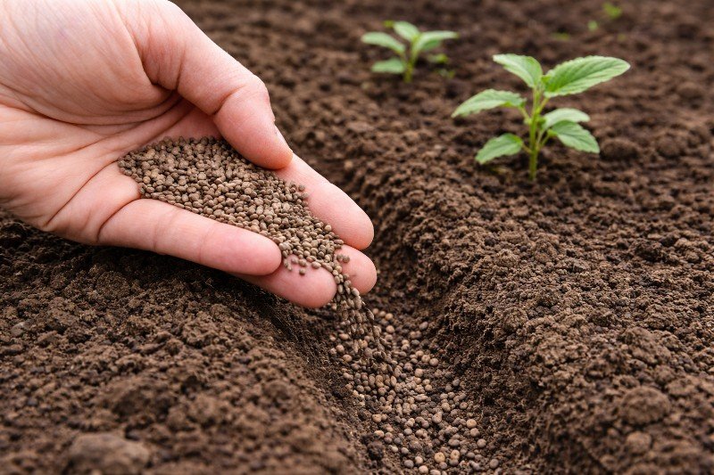 源自优质母树的种苗